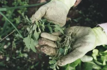 Weeds