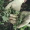 Weeds