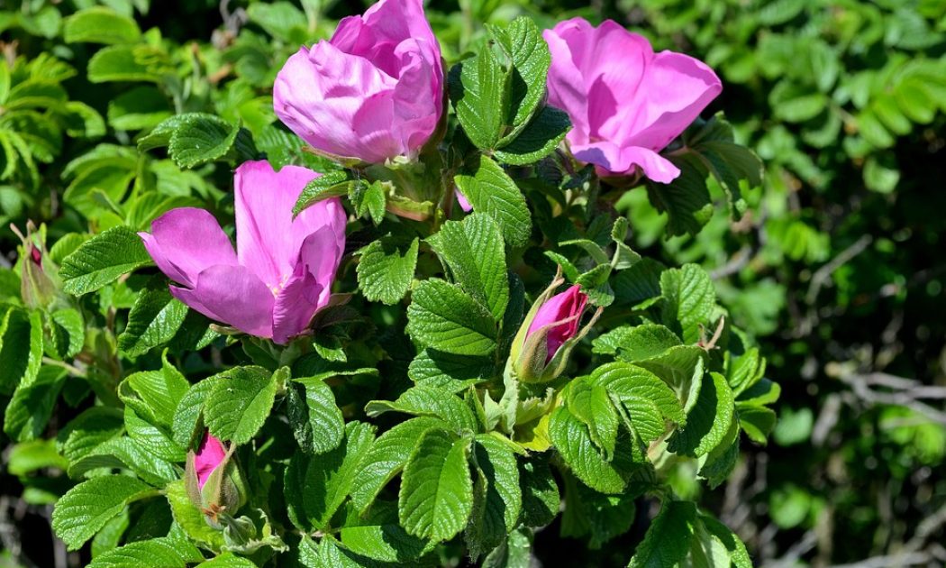 Frequent mistakes preventing your roses from blooming