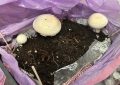 Champignons