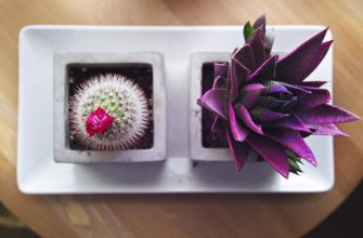 Succulent plants