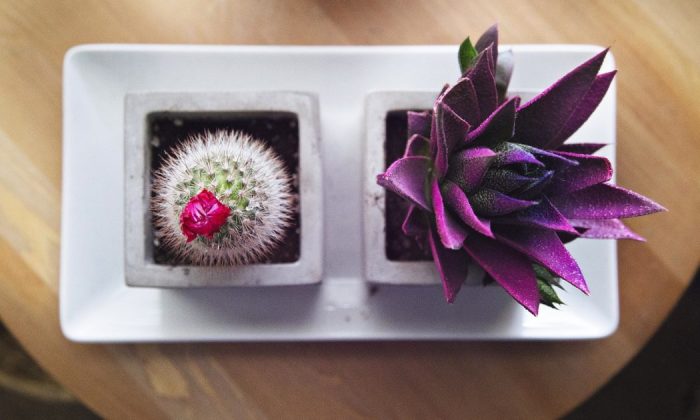Succulent plants