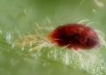Spider mites