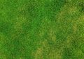 Lawn