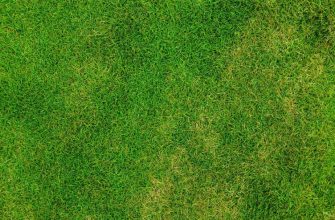 Lawn