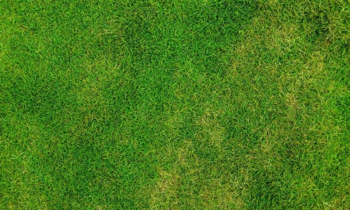 Lawn