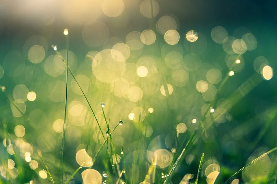 Lawn