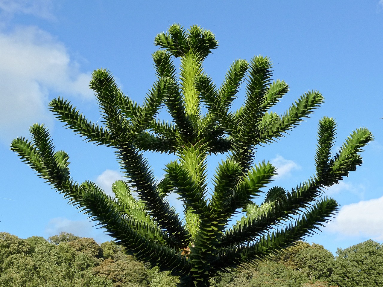 Monkey puzzle tree 