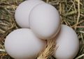 Eggshells