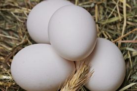 Eggshells