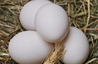 Eggshells