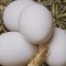 Eggshells