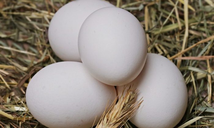 Eggshells