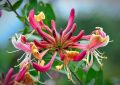 Honeysuckle