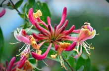 Honeysuckle