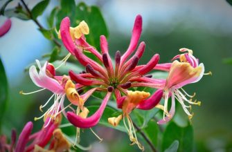 Honeysuckle