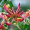 Honeysuckle