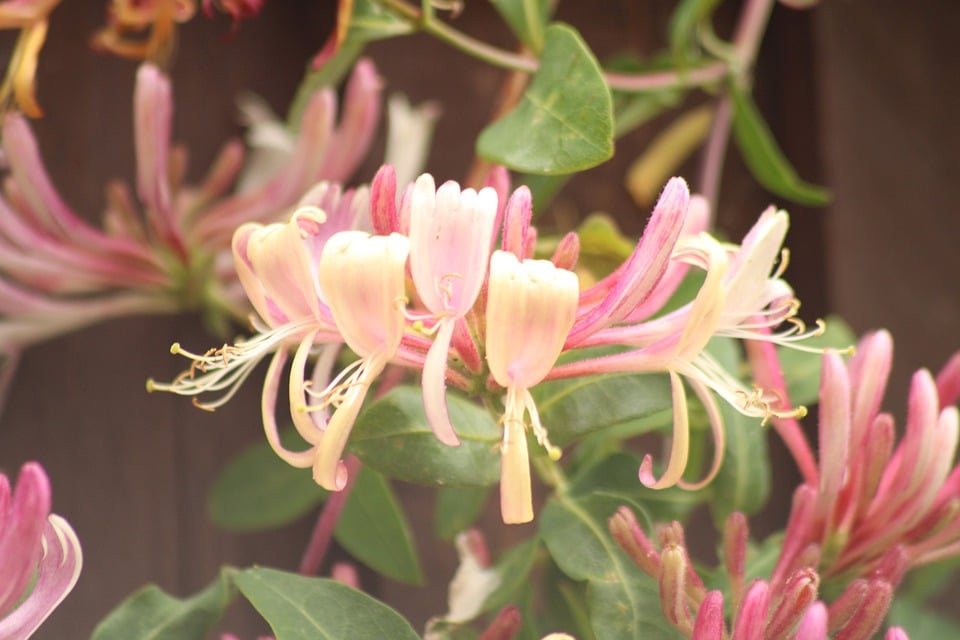 Honeysuckle