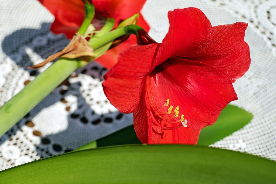 Amaryllis