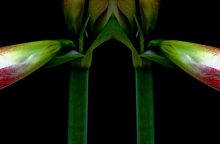 Amaryllis