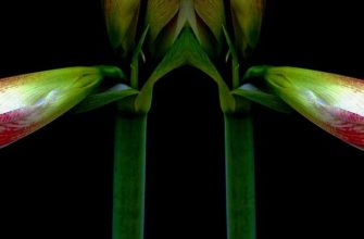 Amaryllis