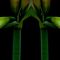 Amaryllis