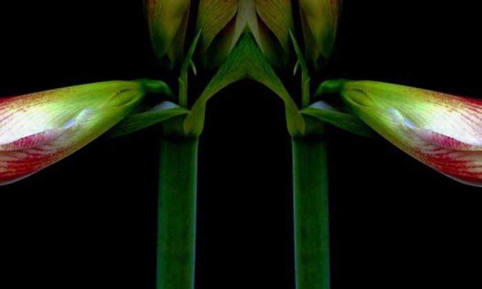 Amaryllis