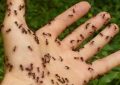 Ants