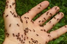 Ants