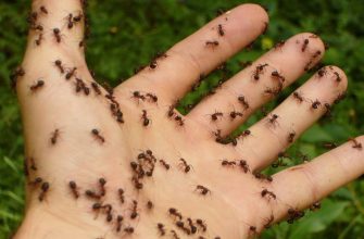 Ants
