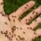 Ants