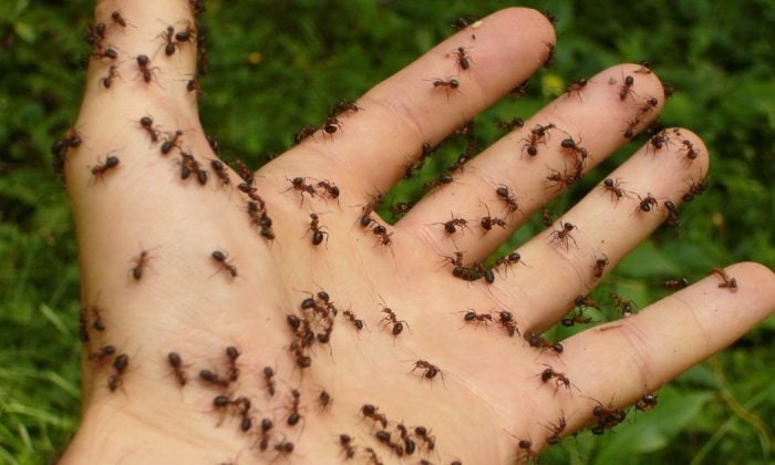 Ants
