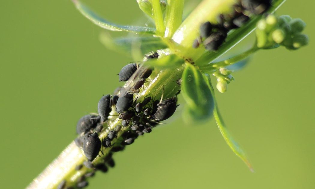 Aphids