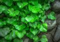Ivy