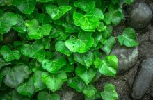 Ivy