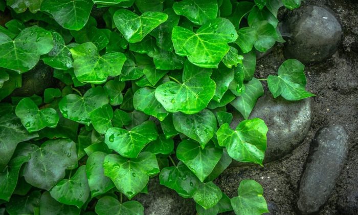 Ivy