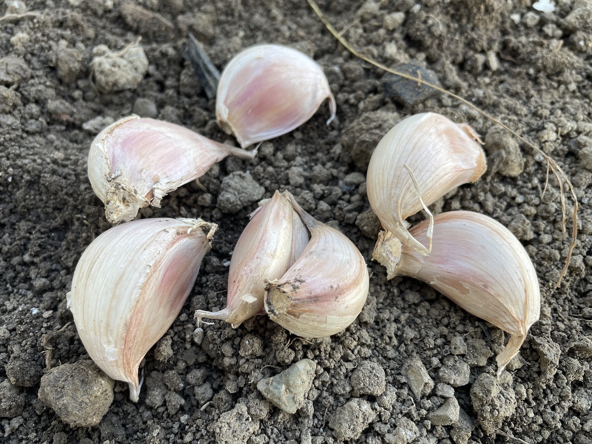 Garlic