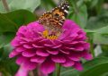 Zinnias