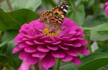 Zinnias