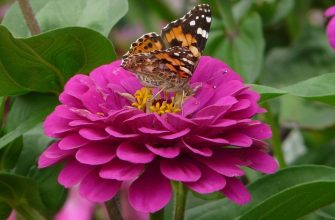 Zinnias