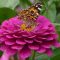 Zinnias