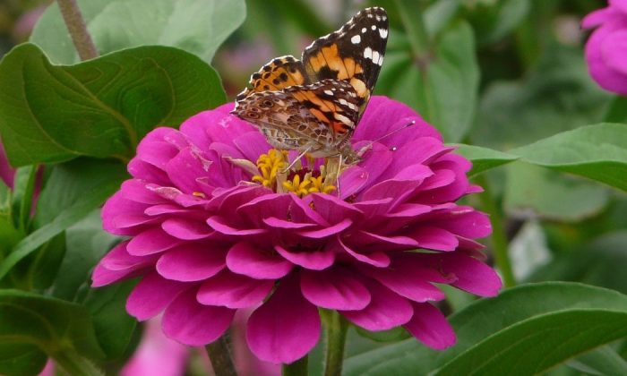 Zinnias