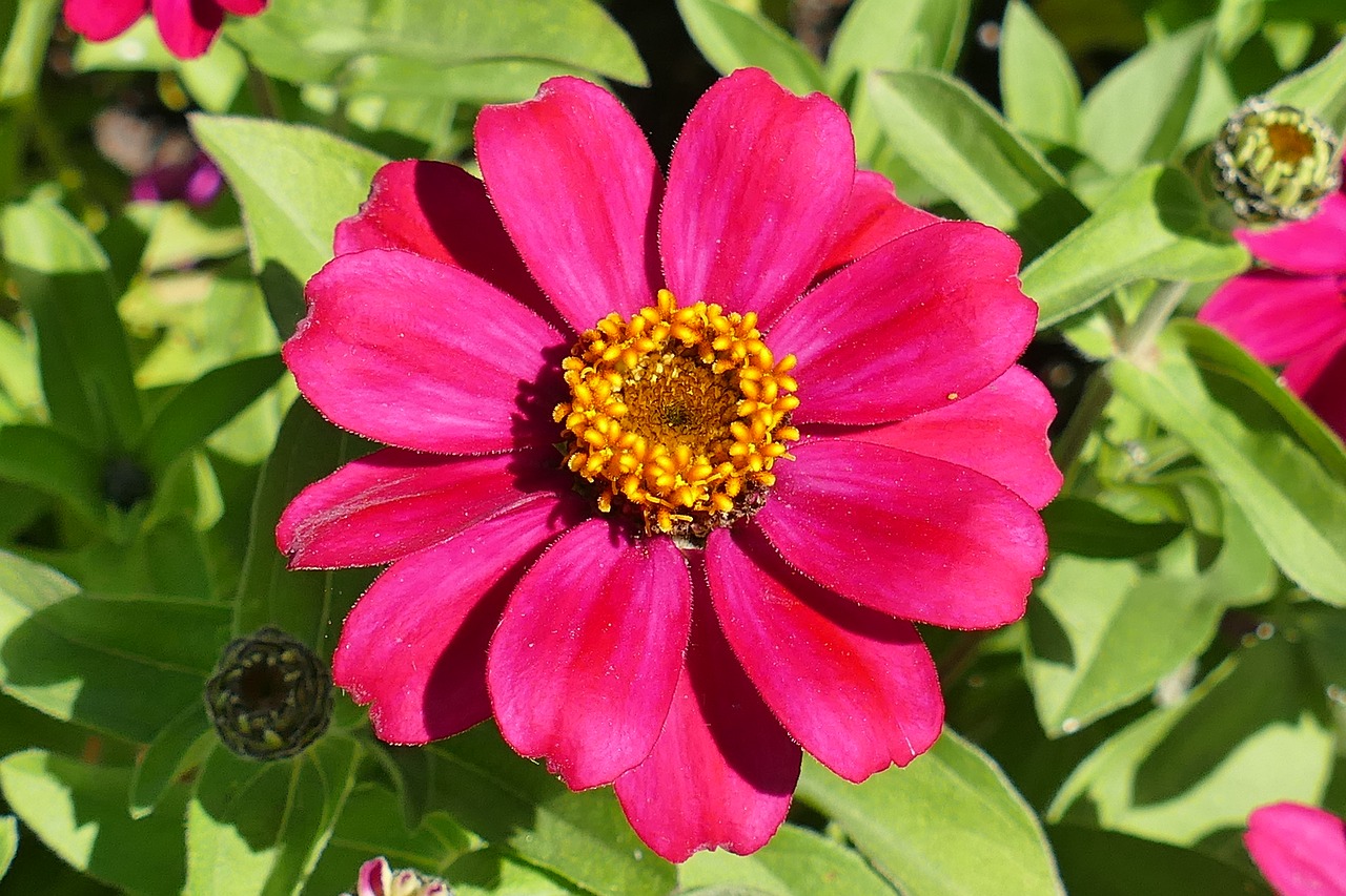 Zinnias