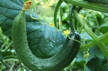 Cucumbers