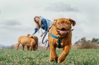 Dogs
