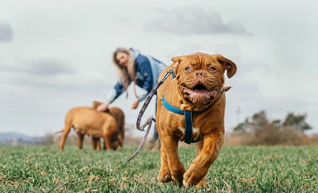 Dogs