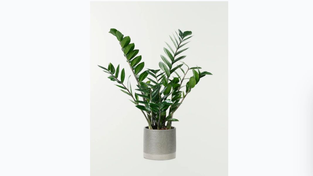 Zamioculcas