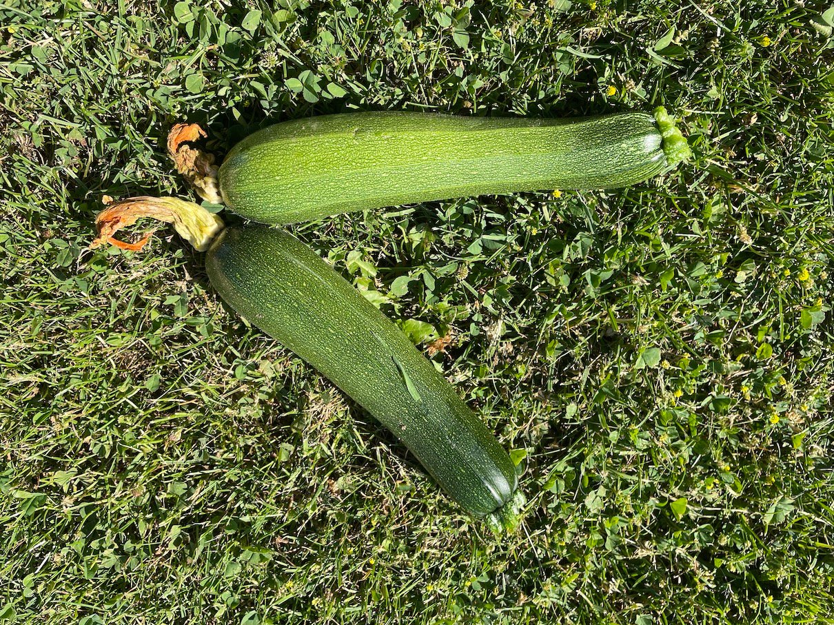 Zucchini