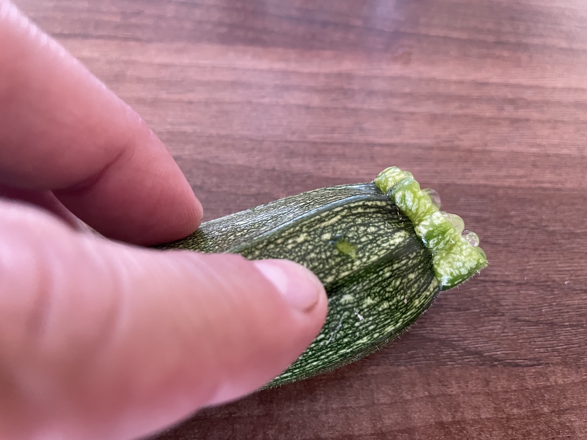 Zucchini