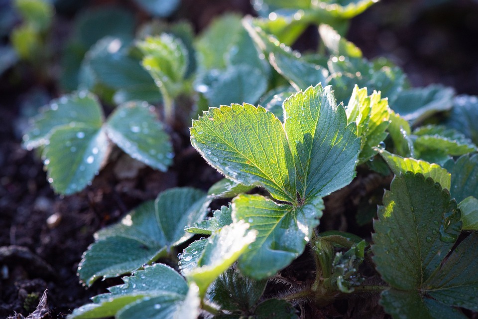 Strawberries